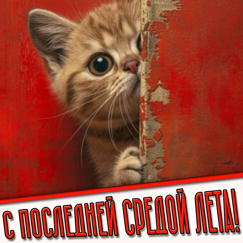 С последней средой лета! - прикольная картинка с котом