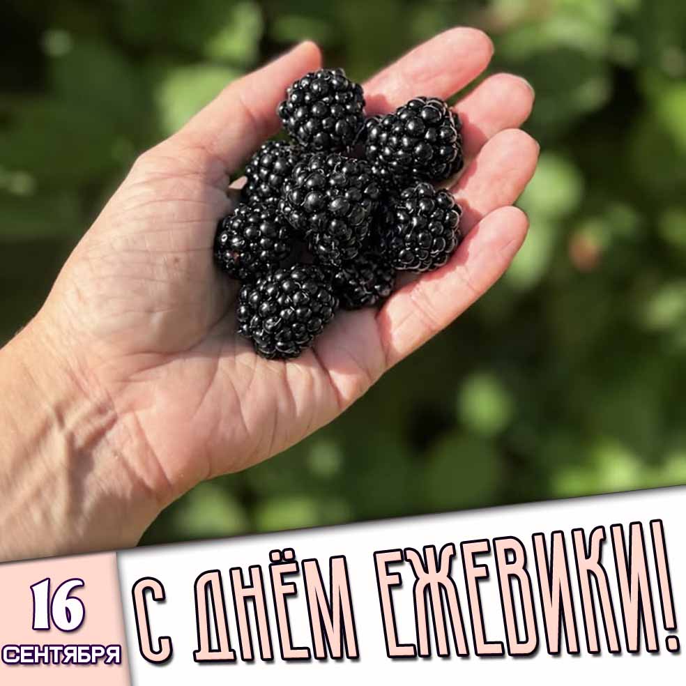 Картинка 16 сентября - с днём ежевики!