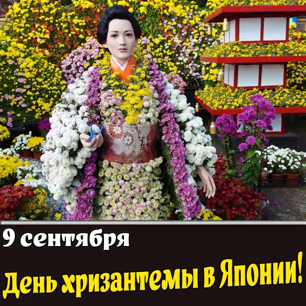 Открытка 9 сентября - день хризантемы в Японии!