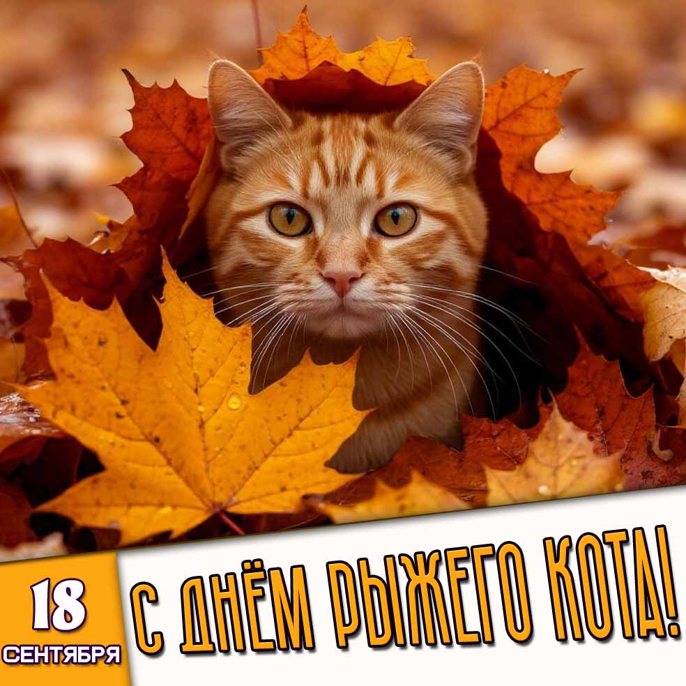 Картинка 18 сентября - с днём рыжего кота!