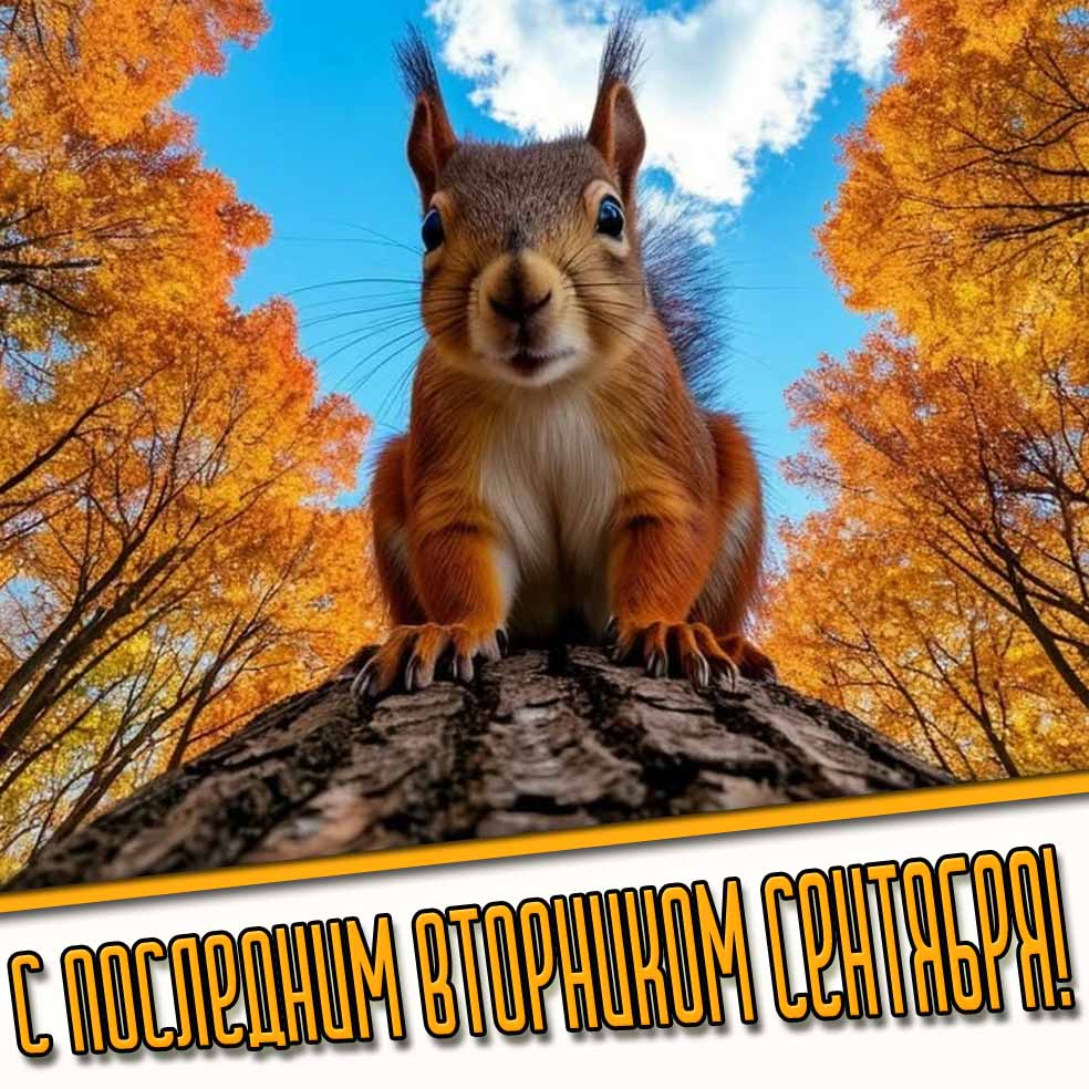 С последним вторником сентября! - прикольная картинка с белочкой