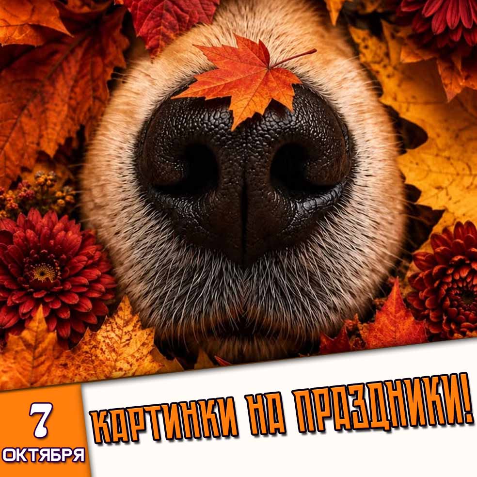 Картинки на праздники 7 октября - Лучшие Поздравления!