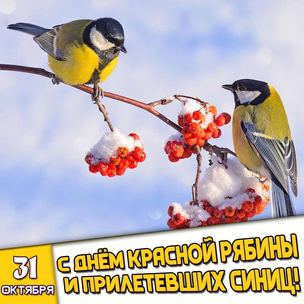 Красивая картинка с птичками на заснеженной веточке к празднику 31 октября - с днём красной рябины и прилетевших синиц!