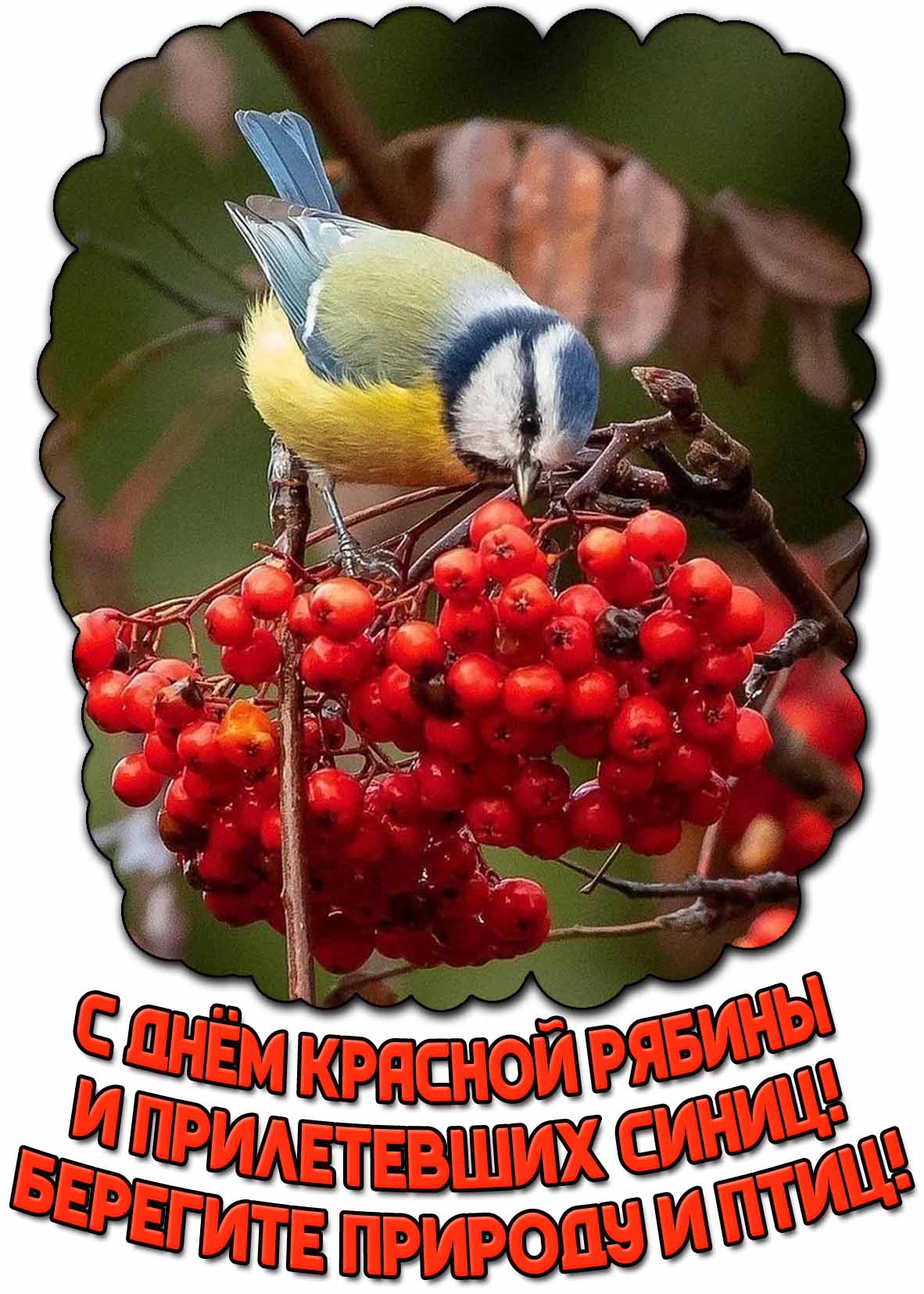 Красивая открытка с птичкой, клюющей ягодки и надписью, чтобы поздравить : С днём красной рябины и прилетевших синиц! Берегите природу и птиц! Открытка "С днём красной рябины и прилетевших синиц! Берегите природу и птиц!"