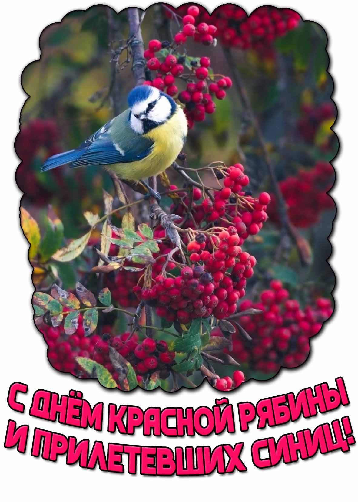 С днём красной рябины и прилетевших синиц! - красивая открытка