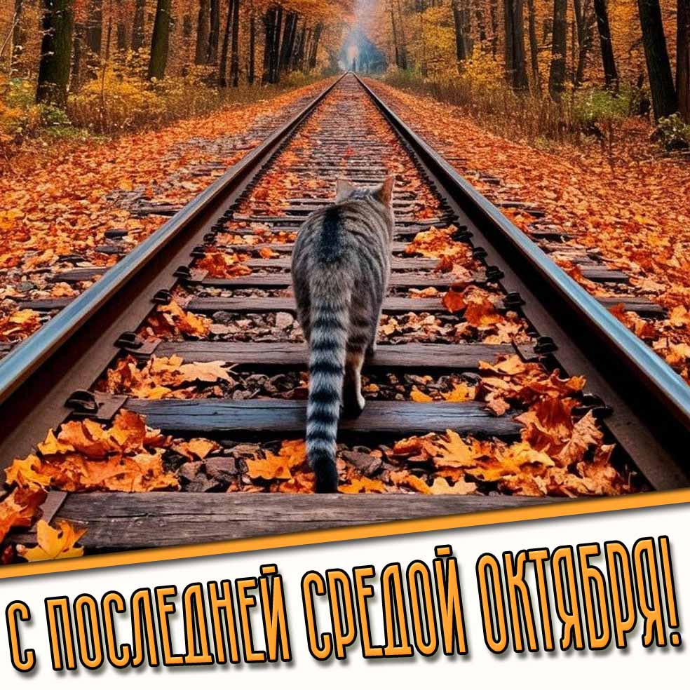 С последней средой октября! - картинка с кошкой на рельсах
